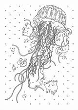 Coloring Jellyfish Pages Anti Adults Animals Stress Erwachsene Coloriage Therapy Meduse Ausmalbilder Ausmalen Qualle Ausdrucken Adult Zum Tiere Peacock Book sketch template