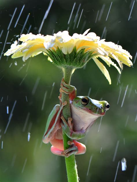frog stays dry  rain picture amazing animals
