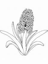 Hyacinth Coloring Pages Flower Printable Print sketch template