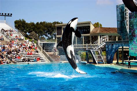 sea world california  san diego ca usa tourist destinations