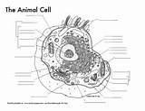 Cell Animal Labeling Diagrams Summary Reference Coloring Chart Subject sketch template