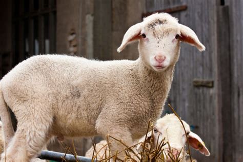 lamb selection day barabbas road church  san diego ca