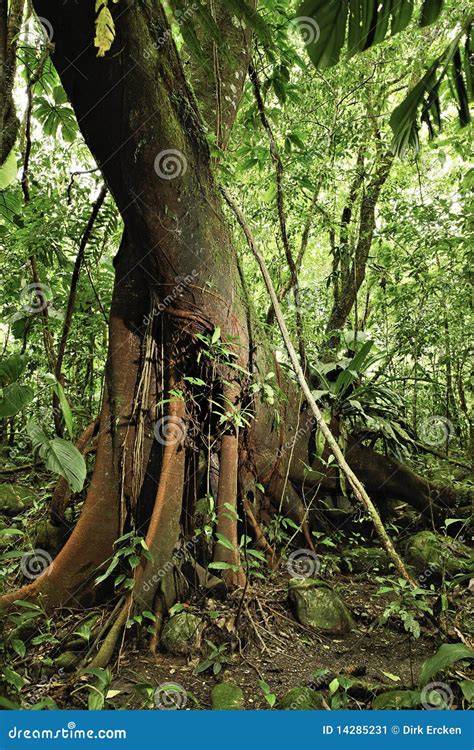 tropical jungle detail amazon rain forest tree stock image image