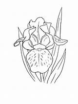 Iris Pages Coloring Flower sketch template