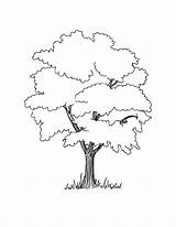 Coloring Tree Clipart Birthday Library Disegno Albero Un Di sketch template