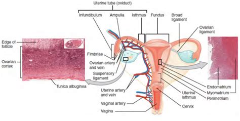 The Female Reproductive System Boundless Anatomy And Physiology