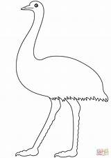 Emu Coloring Pages Printable Walking Drawing Categories sketch template
