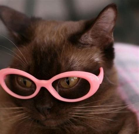Cats Wearing Glasses
