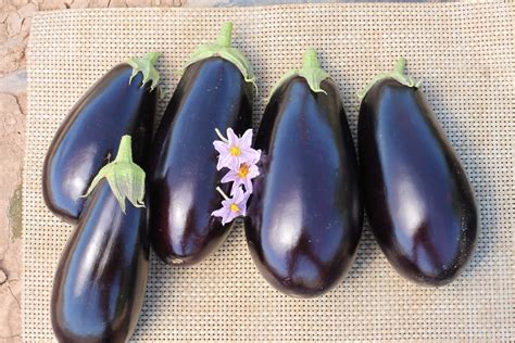 a 1014 eggplant not treated seedway