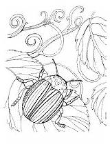 Beetles Escarabajo Escarabajos sketch template
