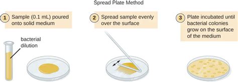 spread plate technique principle procedure  results microbeonline