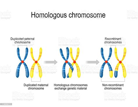 Maternal Paternal Homologous Chromosomes Stock Illustration Download