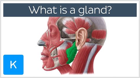 gland human anatomy kenhub youtube