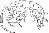 Amphipod Isopod sketch template
