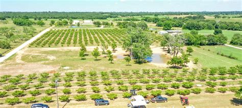 start  peach orchard  orchard stephenville