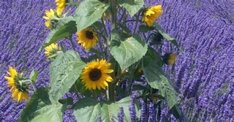 sunflower  lavender photo  photographer donna meadows photonet sunflowers pinterest