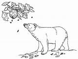 Oso Urs Colorat Planse Canadian Osos Desene sketch template