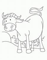 Coloring Buffalo Pages Field Ox Standing Popular Library Clipart Cartoon Books sketch template