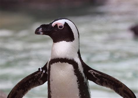 african penguin tulsa zoo