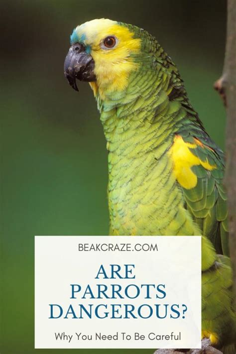 are parrots dangerous what you must know beak craze