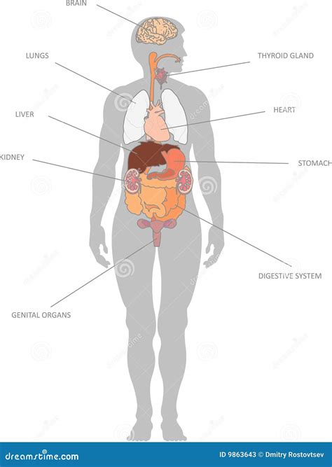 menselijke organen vector illustratie illustratie bestaande uit hart