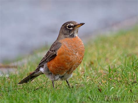 american robin facts  pictures  wildlife