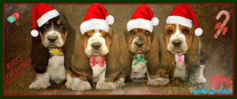 merry christmas basset hound christmas hound puppies miniature