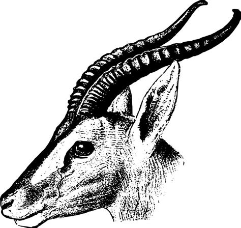 tutoriel de dessin comment dessiner une gazelle facilement dessin de
