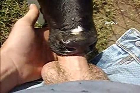 calf suckling his cock normal sex vidoes hot