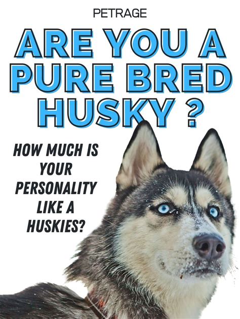 pure bred husky quiz husky cute husky husky temperament