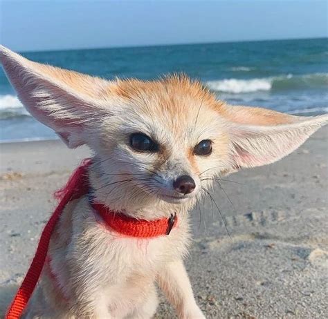 David Tennant As Fennec Foxes 🦊 Dtasfennecfoxes Twitter