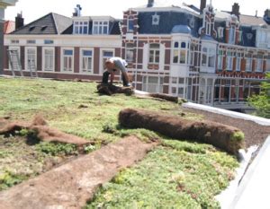 groen dak duurzaamheid complex beheer complex beheer nederland