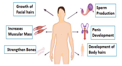 Role Of Hormones In Human Reproductive System Its Functions