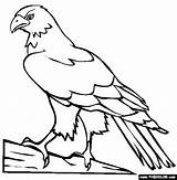 Hawk Coloring Pages Color Bird Drawing Draw Kids Animals Wood Printable Online Burning Simple Print Colouring Hawks Sheet Eagle Perched sketch template