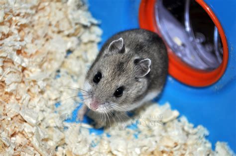 kato chinese dwarf hamster  weasyl