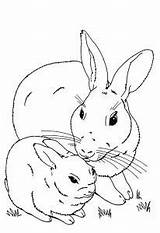 Coloring Rabbit Pages Kids Children Color Funny Printable Animals sketch template