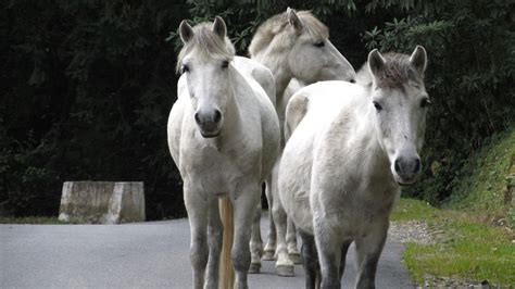 horses  encountered      chopta india travel forum indiamikecom