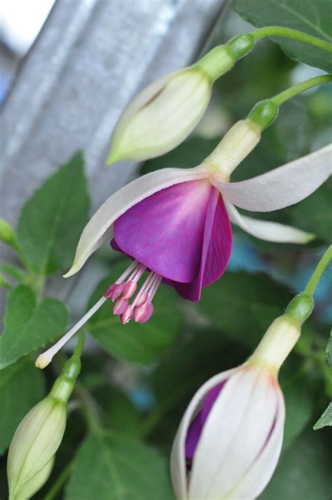 bella nora plants fuchsia fuschia