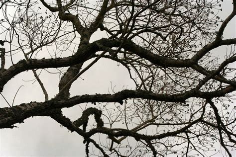 branches  photo  freeimages