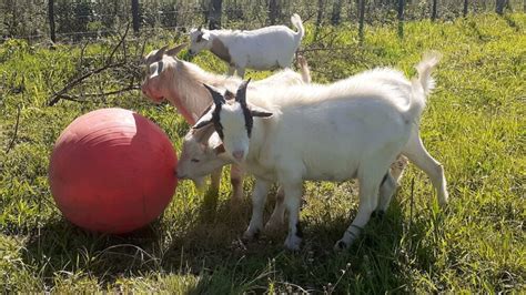 goat toys   goats happy  entertained