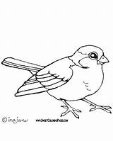 Bird Coloring Pages Robin Printable Kids Print Colouring Getcolorings Drawing Getdrawings sketch template
