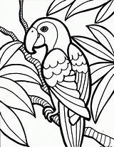 Coloring Parrot Kids sketch template