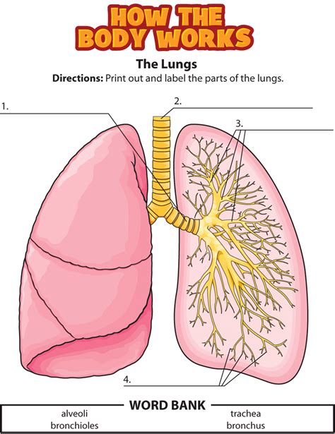 respiratory system coloring page coloring home printable worksheets