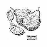 Bergamot Citru Botany sketch template