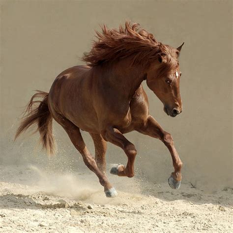photographs  horses incredible gallery  horses pictures