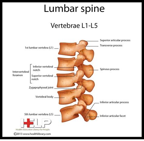cervical lumbar spine images  pinterest physical therapy health  anatomy