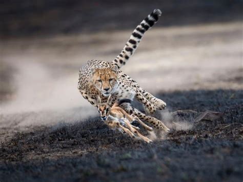 cheetah chasing  young gazelle rnatureisfuckinglit