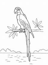 Parrot Coloring Macaw Fun Kids Animals Stork Heron Skylark Eurasian sketch template