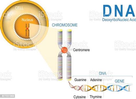 Ilustración De Célula Cromosoma Adn Y Genes Estructura De La Célula Y