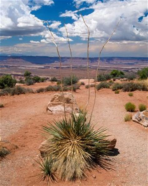 desert plants lovetoknow